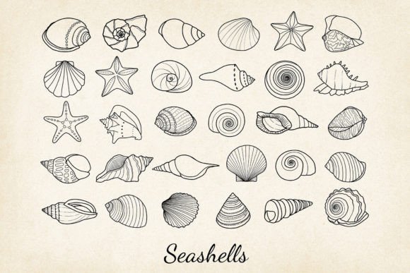 Download 30 X Hand-drawn Seashells SVG, EPS, PNG - Hand Collection